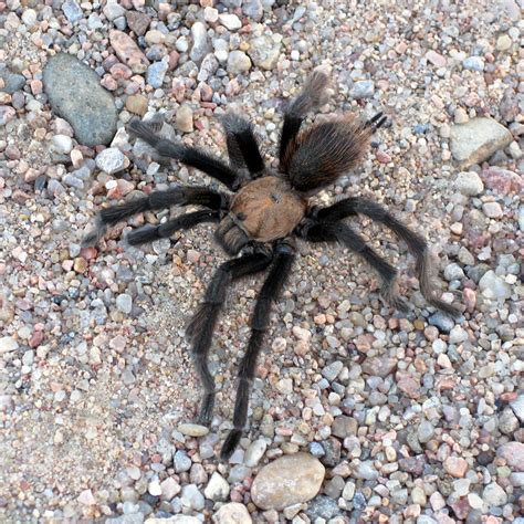 pokie tarantula|types of tarantulas in texas.